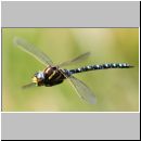 Aeshna juncea - Torf-Mosaikjungfer m04a - Hellern-Wiese-Tuempel.jpg